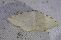 Stegania trimaculata