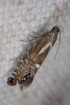 Glyphipterix thrasonella