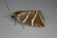 Deltote bankiana