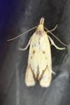 Agapeta hamana