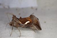 Macdunnoughia confusa