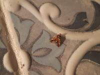 Pyralis farinalis