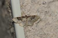 Idaea rusticata