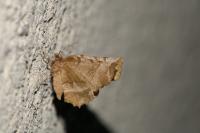 Selenia dentaria