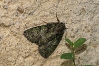 Polyphaenis sericata