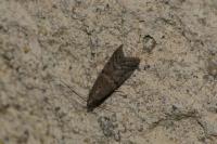 Ephestia woodiella