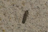 Phycitodes