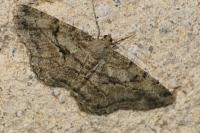 Peribatodes rhomboidaria