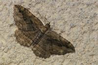 Philereme transversata