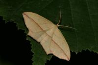 Timandra comae