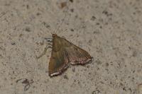 Endotricha flammealis