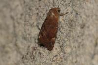Cosmia affinis