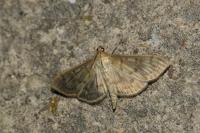 Patania ruralis