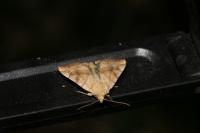 Cosmia trapezina