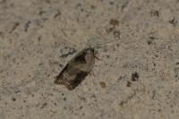 Acleris variegana