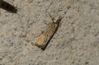 Chrysocrambus linetella