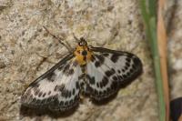 Anania hortulata