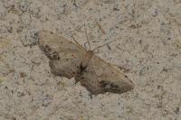 Idaea dimidiata