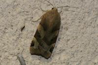 Noctua fimbriata / Noctua tirrenica