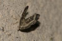 Epirrhoe alternata