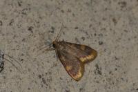Hypsopygia costalis