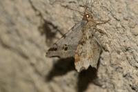 Macaria alternata