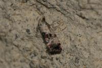 Cochylis hybridella