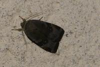 Noctua janthe / Noctua janthina