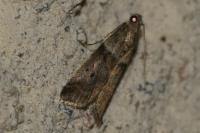 Acrobasis repandana