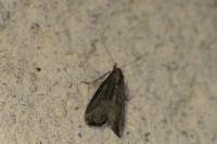 Schrankia costaestrigalis