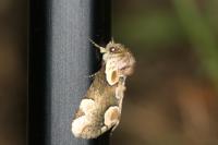 Thyatira batis