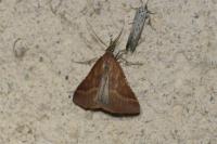 Synaphe punctalis