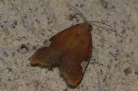 Acleris holmiana