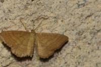 Idaea ochrata