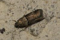 Acrobasis repandana
