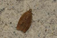 Clepsis consimilana