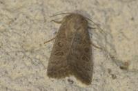 Hoplodrina ambigua