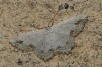 Scopula ornata