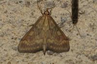 Ostrinia nubilalis