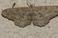 Hypomecis punctinalis