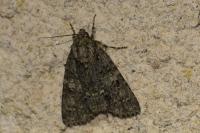 Acronicta rumicis