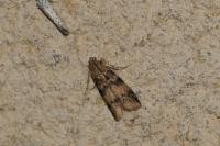 Euzophera pinguis