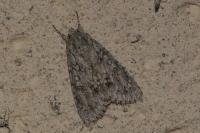 Acronicta aceris