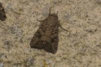 Anarta trifolii