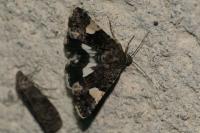 Tyta luctuosa
