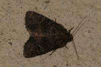 Mesapamea secalella / Mesapamea secalis