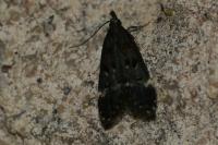 Dichomeris alacella