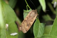 Noctua pronuba