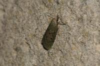 Aphomia sociella