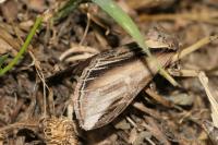 Pheosia tremula